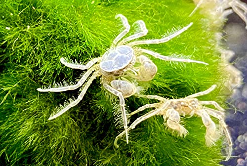 3 Microkrabben - Limnopilos nayanetri, Micro Krabbe