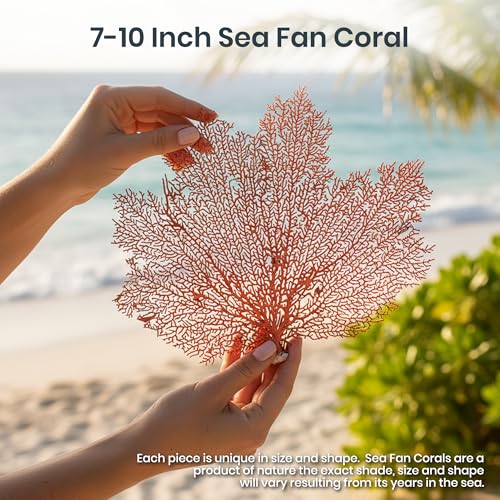 Image of Sea Fan Coral 7-10 inch - Nautical Decorations - Beach Home Decor - Decorative Coral (Pack of 2)