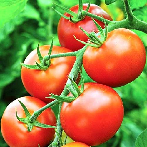 Creative Farmer Vegetable Seeds Tomato - Money Maker Seeds - Tomato Seeds Common Vegetables Plant Seeds In Veg Seeds Home Garden Seeds (B07N487HDC) Amazon Price History, Amazon Price Tracker
