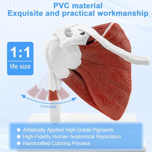 Image of TYRRDE Muscled Shoulder Joint Model, 1:1 Life Size Human Body Right Shoulder Anatomy Model with Ligaments, Clear Muscle Lines, Durable Structure, 3D Removable Base, Manual for Medical Educational Training