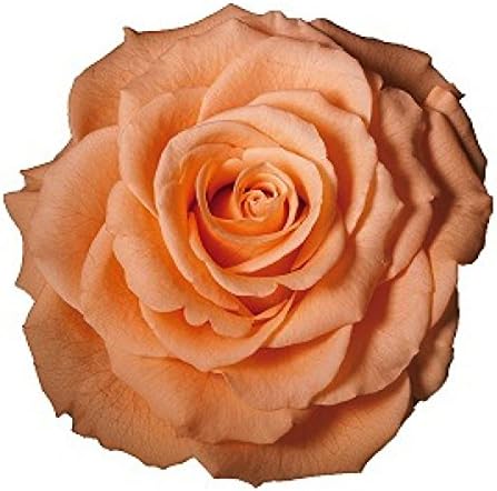 Verdissimo Marble Large Rose Peach 2 Wheel