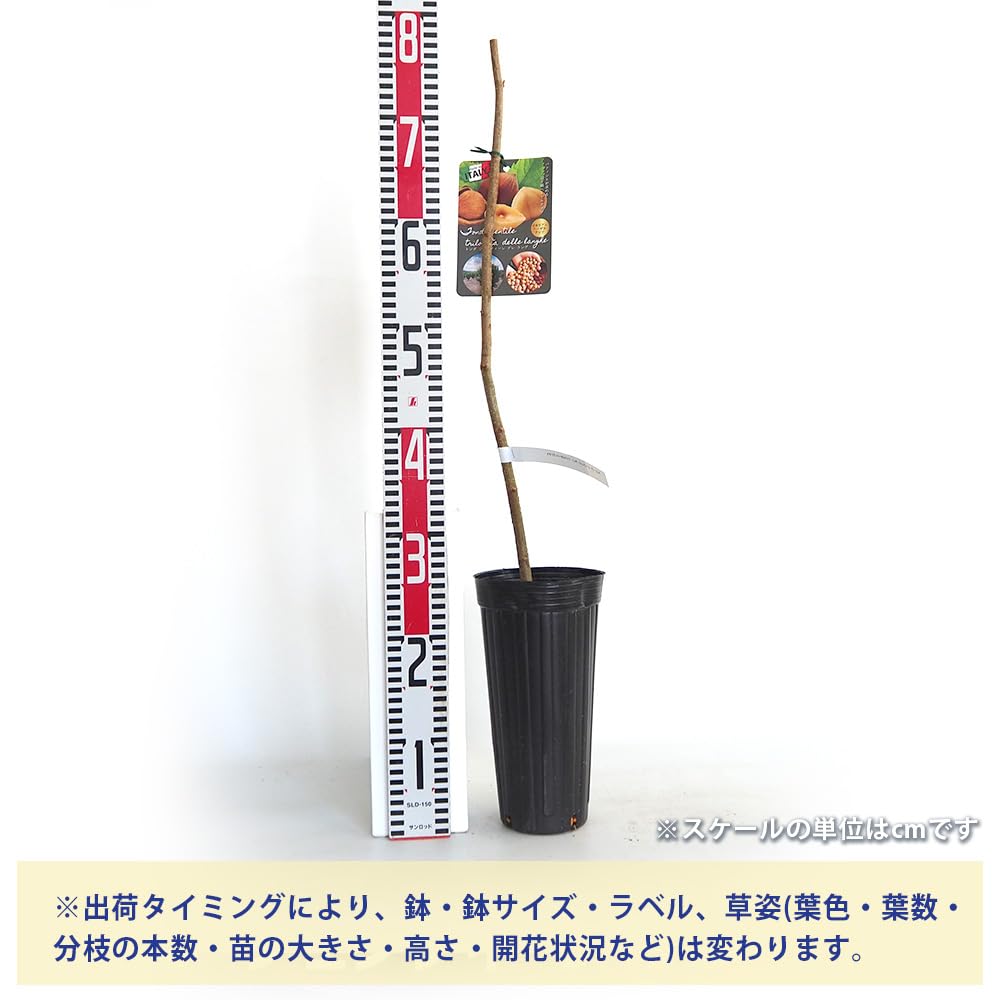Amazon.co.jp: ITANSE ヘーゼルナッツの苗木 トンダ