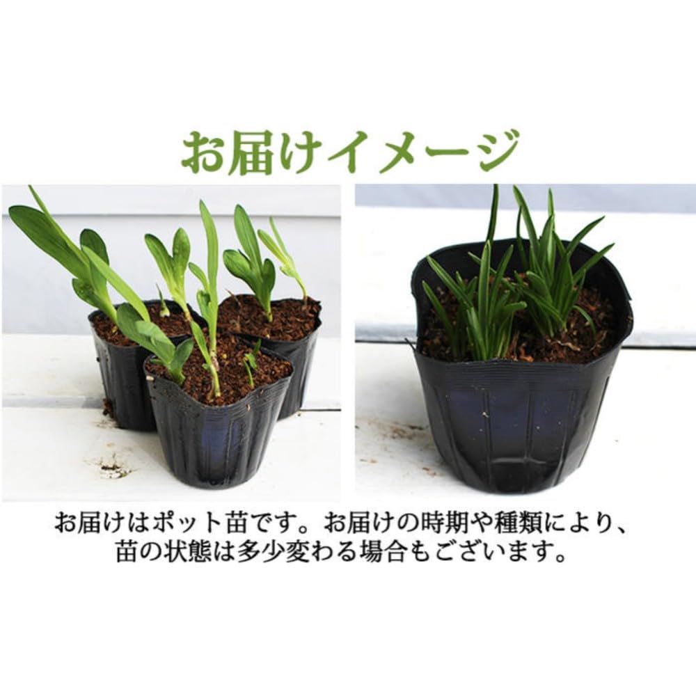 Amazon.co.jp: [World Fantasy Garden] 球根苗 グロリオサ サザン