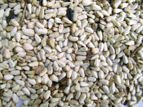 SHAFER SEED COMPANY 281640 Safflower Seed
