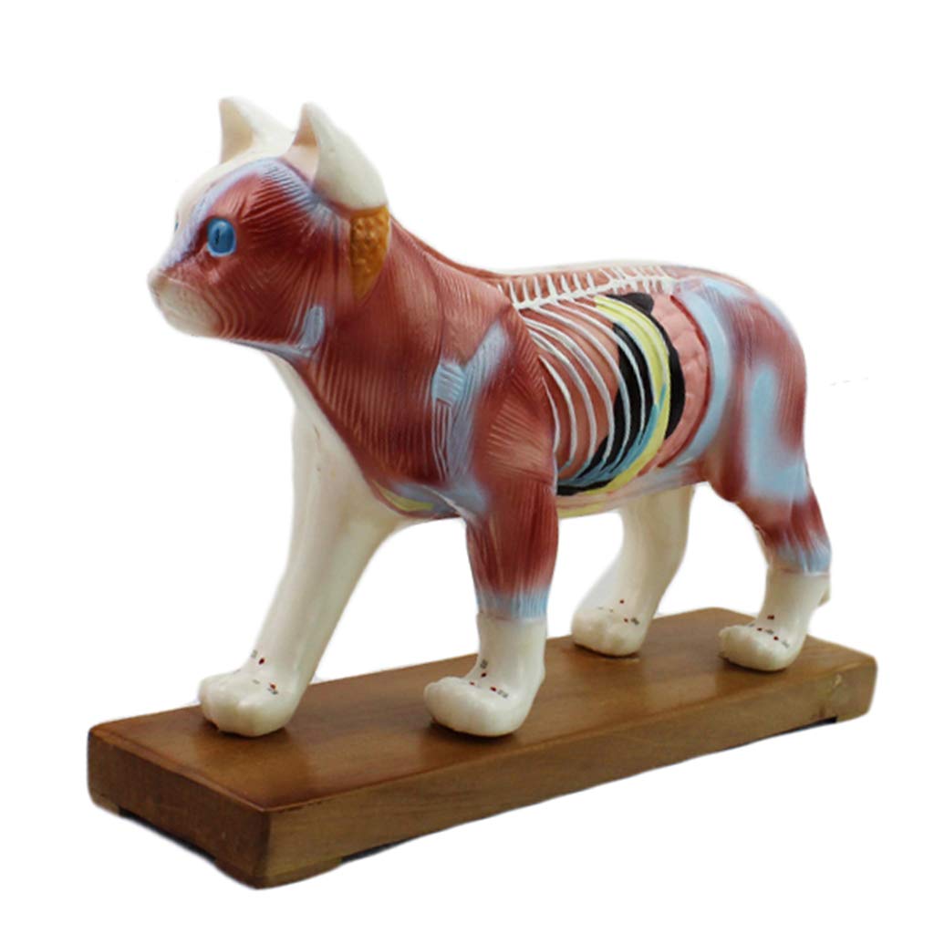 Sjdopulse Cat Animal Acupuncture Model - Animal Anatomy Model - Dog/ Anatomical Model - & Dog Scientific Animal Anatomy (Cat)