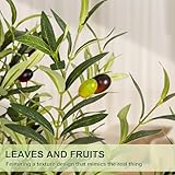 VIVATREES Olive Trees Artificial Indoor, 6FT Tall Faux Olive Tree with White Tall Planter, Artificial Plants with Natural Wood Trunk and Lifelike Fruits for Home Office Decor - Image 6