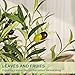 VIVATREES Olive Trees Artificial Indoor, 6FT Tall Faux Olive Tree with White Tall Planter, Artificial Plants with Natural Wood Trunk and Lifelike Fruits for Home Office Decor