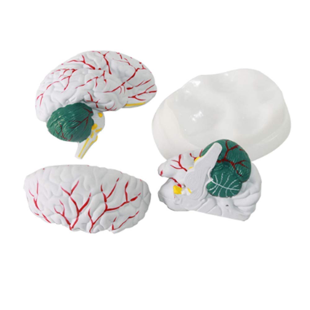 Anatomie-Modell, Montagemodell, Menschliches, Anatomie, Gehirn, Kleinhirn, Gehirn, Organ, Dissektionsmodell, 3 Teile Für Medizinische Schule, Lehrmittel, Display Laborausrüstung