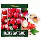 Saatband Radies 5 m mit 3 Sorten: Parat, Riesenbutter und Rundes halbrot-halbwei&szlig; Samen - Raphanus sativus - Radiessamen - Gem&uuml;sesamen - Saatgut