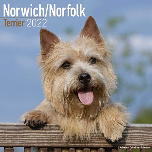 Norwich Terrier Calendar - Norfolk Terrier - Dog Breed Calendars - 2021 - 2022 wall calendars - 16 Month by Avonside