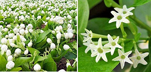 PMK E STORE live Raat Ki Rani Raat Rani Plant Night Blooming Jasmine ...