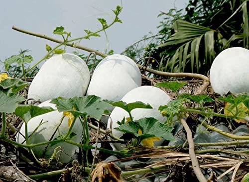 Zeoust Loife 20+ Ash Gourd, Wax Gourd White Winter Melon Seeds for Planting - Non-GMO Organic Tong Qwa (Benincasa Hispida) (Ash Gourd)