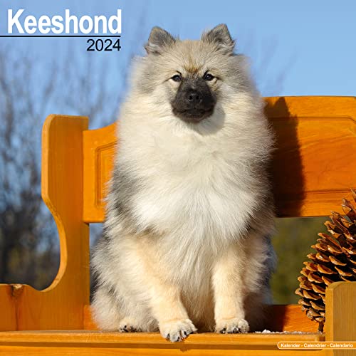 Keeshond Calendar 2024