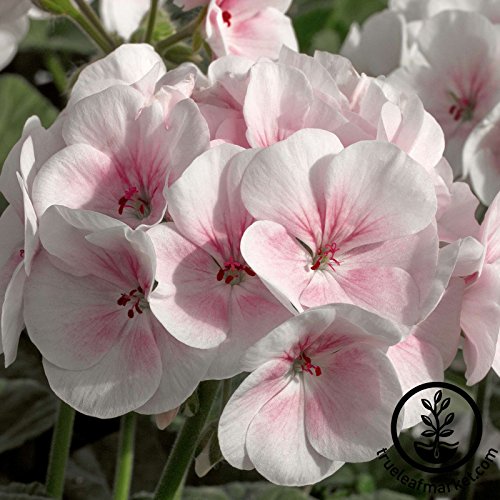 Black Friday - 50% OFF Maverick F1 Series Geranium Flower Garden Seeds - Appleblossom - 100 Seeds - Annual Flower Gardening Seed - Pelargonium x hortorum