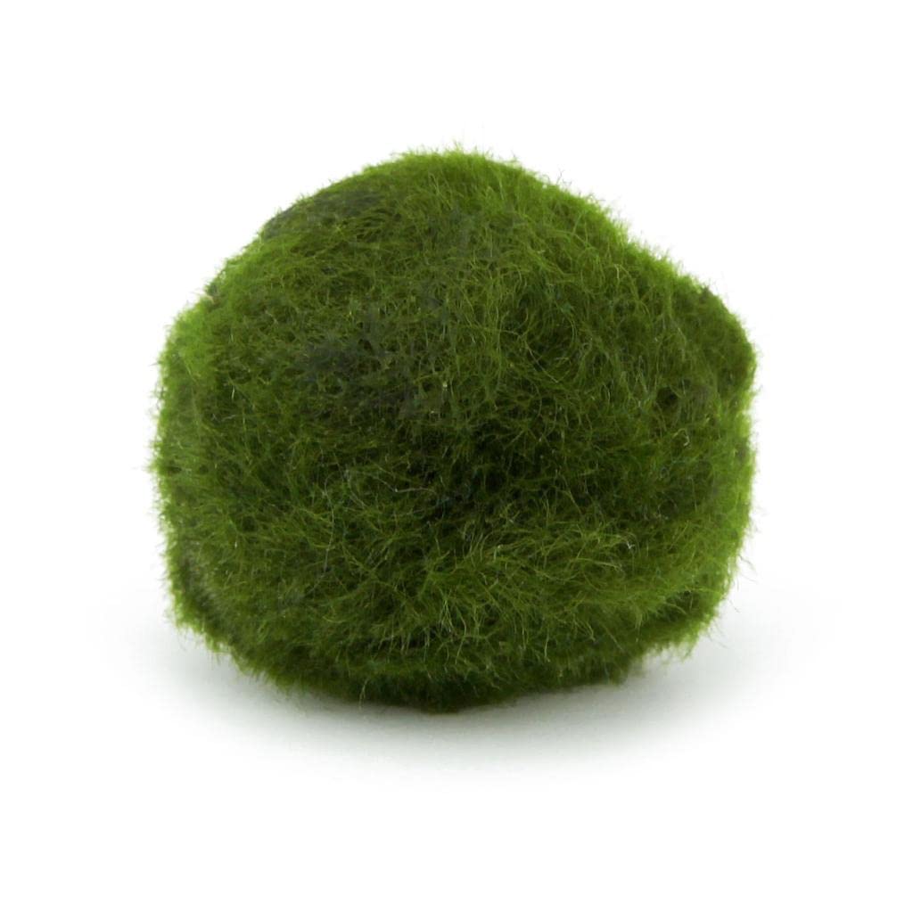 Cladophora Aegagropila Marimo 2-4 cm Confezione da 5 pezzi