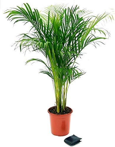 Areca - Palma de areca de 120 cm de altura Cover