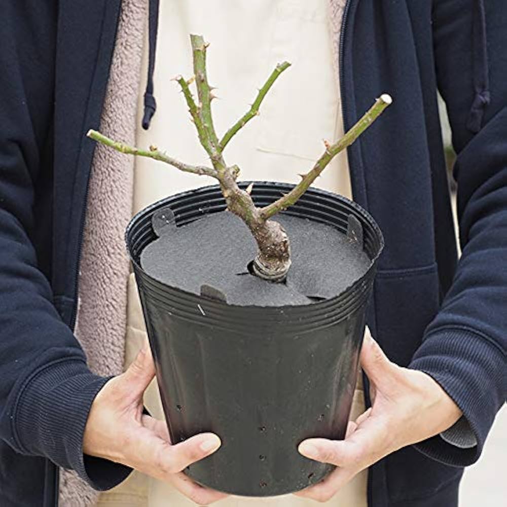 キャラメルアンティーク FINEROSE ☆バラ 品種名：キャラメルアンティーク 開花