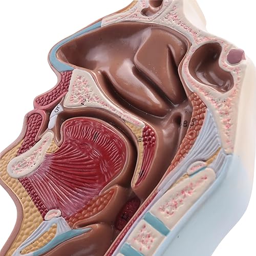 Remingtape Model medyczny anatomiczny ludzki nos, jamy, gardło, anatomia, do klas naukowych, wystaw, model medyczny