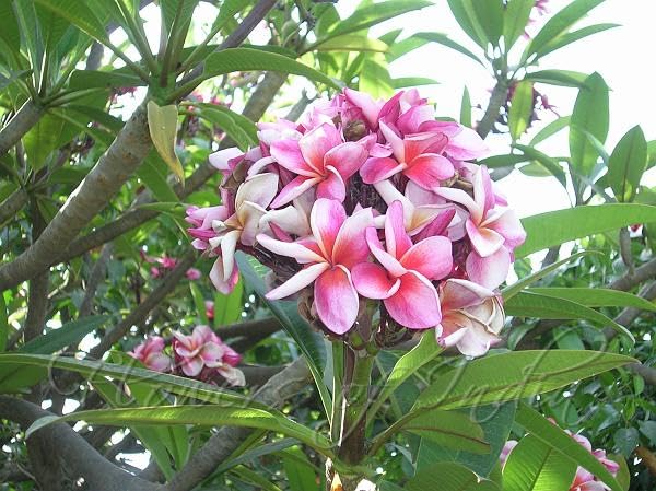 OpLeaves Plumeria Rubra Champa/Frangipani Flowering/Ornamental Live Plant (Home & Garden) (Pink Plumeria Flower Plant) (B0CQCD78J2) Amazon Price History, Amazon Price Tracker
