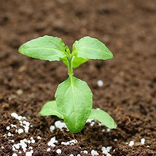 Seed Needs, Holy Basil/Tulsi Herb Seeds For Planting (Ocimum Sanctum) Heirloom, Non-Gmo & Untreated (2 Packs) #TOP3