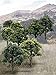 Woodland Scenics TR1572 Mix Green Decid Trees 3-5 (14) WOOU9572