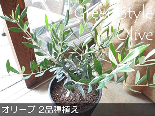 斑入りオリーブ　鉢物 Amazon.co.jp: オリーブの木 品種違い2本寄せ植え Oli-me