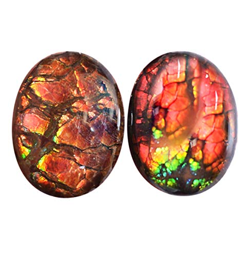 Cabochons en ammonite polie main 16x22mm pour bijoux d'exception
