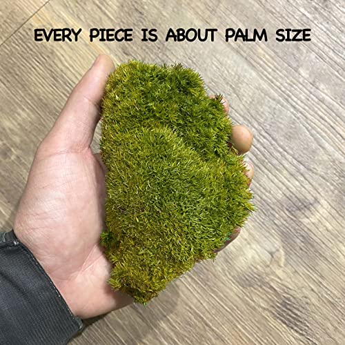 1.2Sq. Ft Preserved Pole Moss Bum Moss Long-Lasting Pillow Cushion Ball Moss Natural Filler Dressing Pot Moss Wall Fairy Gardens Wedding Craft Floral Arrangement(Yellow Green) #TOP1