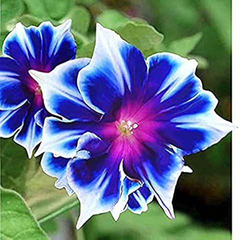 CHUXAY GARDEN Blue White Morning Glory 100 Seeds Showy Accent Plant Native Wildflower Cover