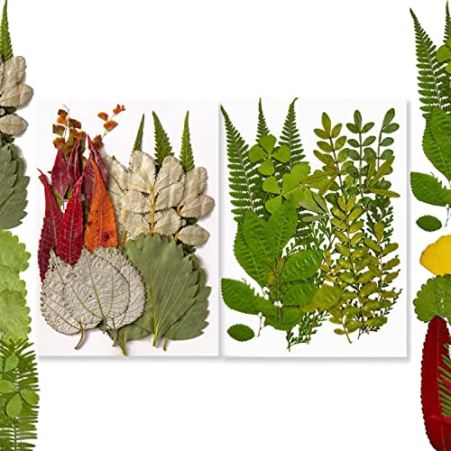 42 piezas hojas secas prensadas para manualidades miniatura 1