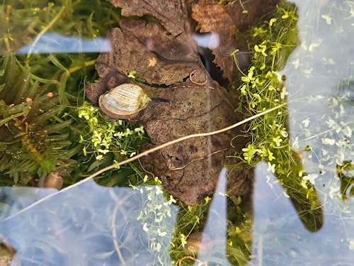10 x Live Pond Snails Freshwater Aquatic Snails for Aquarium and Pond