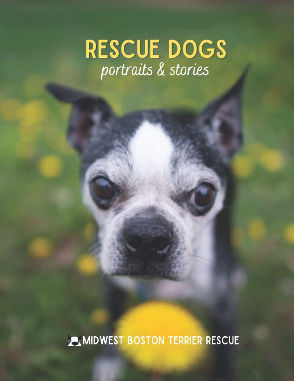 Rescue Dogs 2021: Portraits & Stories: Midwest Boston Terrier Rescue