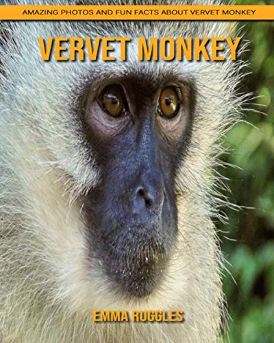 Vervet Monkey: Amazing Photos and Fun Facts about Vervet Monkey