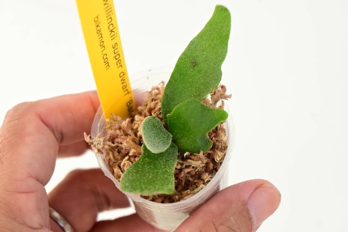 Amazon.co.jp: P.willinckii super dwarf 'Bacteria'⑥ @bikamori.com