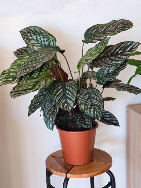 Live Calathea Plant, Decorative Indoor Potted Houseplant with Striped Foliage pack 1 zp_6-image-48