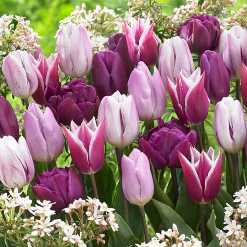 Colección de bulbos de tulipanes Blue and Violet Collection (20 bulbos)