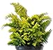 Muschelzypresse Chamaecyparis obtusa Nana Gracilis 30-35 cm breit im 5 Liter Pflanzcontainer