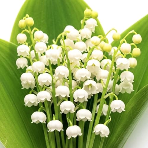 5 Lily of The Valley Bulbs – Stunning White Weeping Flowers, Fresh Leucojum Bulbs to Plant, Ideal for Garden Beds, Containers, or Indoor Pots, Sweet Fragrant Spring Blooms