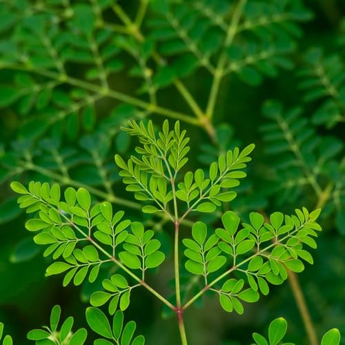 semillas de moringa para plantar semillas de árboles, semillas de bonsái de interior árbol de moringa Semillas orgánicas variedades antiguas Plantas verdes, decoración de jardines para 10pcs