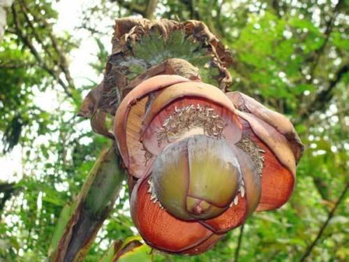 Ensete Superbum Roccia Banane 10 semi