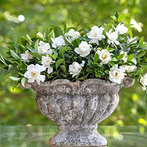 Jubilation Gardenia (2 Gallon) Flowering Evergreen Shrub With Fragrant White Blooms - Full Sun To Part Shade Live Outdoor Plant/Bush - Southern Living Plants #TOP7