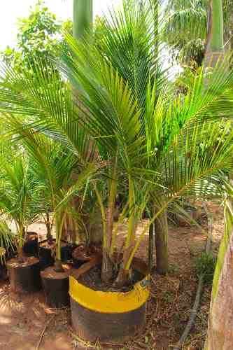 Muda De Coco Amarelo