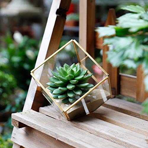 ELEGANTLIFE Geometrisches Pflanzgefäß aus Glas, für Sukkulenten und Luftpflanzen, für Zuhause, Garten, Büro, Dekoration (goldfarben… – Ansicht 6