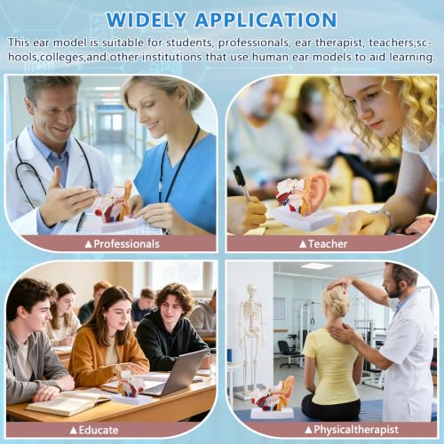 Image of 1.5 Times Human Ear Anatomy Model with Base, Professional PVC,Outer Middle Inner Ear Structure Simulation Model for Science Classroom,Teaching Demonstration,Human Anatomy Study