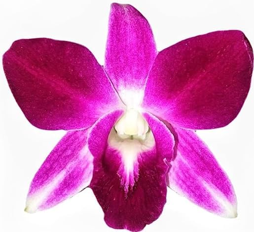 Miniatura 3 de Kejora Flores de orquídea Dendrobium moradas sueltas frescas, 50 unidades  para decoración DIY Lei, alimentos y bebidas