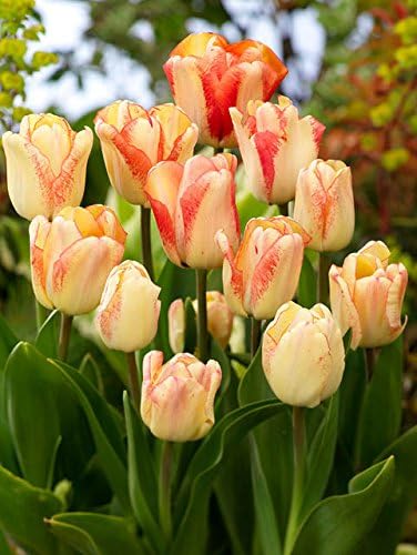 75+ Tequila Sunrise Tulip Seeds - DH Seeds - UPC0687299670918