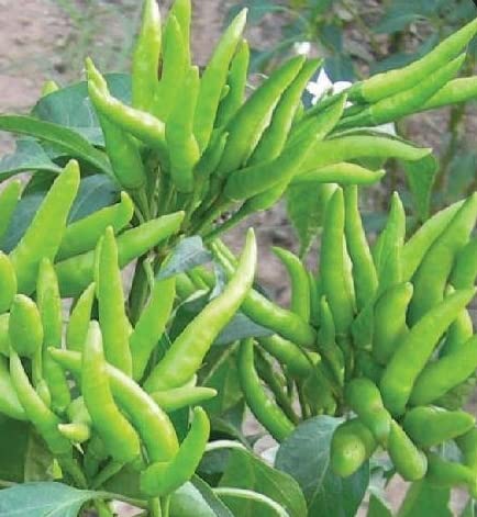 Gachwala Hybrid Chilli Pepper Seed / Hot Bengali Surajmukhi 100+ Seeds (B0B2MZ2P8B) Amazon Price History, Amazon Price Tracker