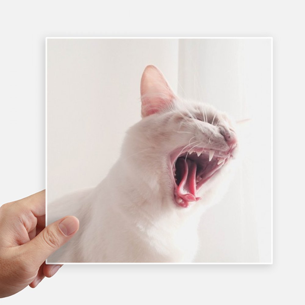 Fotografía de gato feroz en calcomanía de 20cm blanca cuadrada pack de 4 para portátil y moto