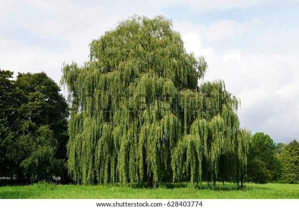 Amazon.com : Green Willow Live Plant 3-4' in ABP Container