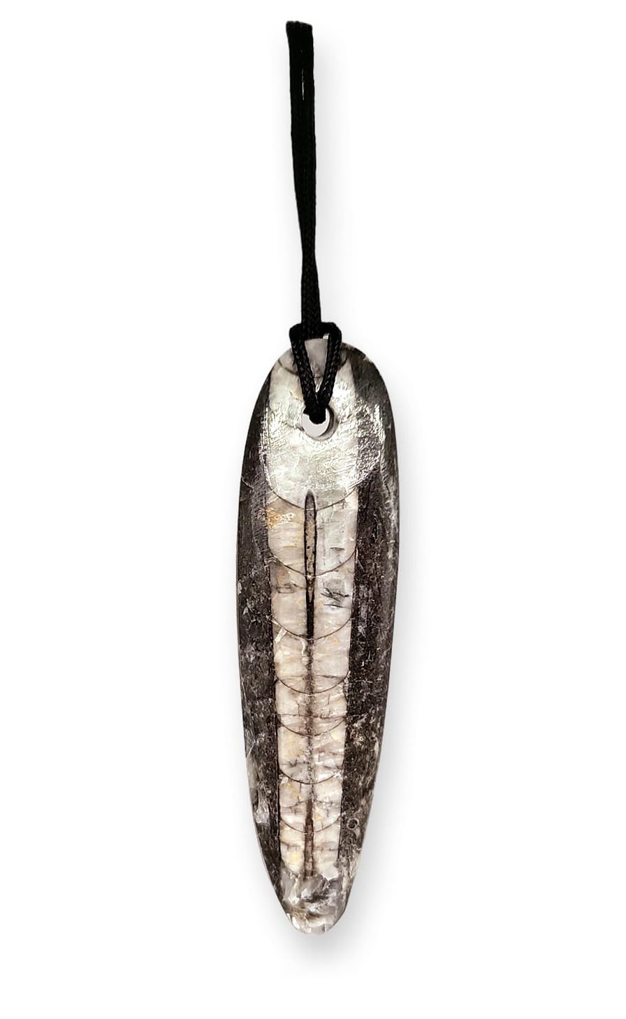 CRIGEMA - FÓSILES (ORTOCERAS COLGANTE)